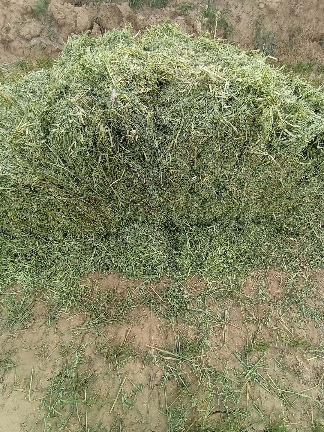 青燕麦草  高糖分优质新鲜燕麦草