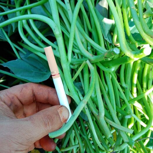 合浦县西瓜红红薯苗 红薯苗