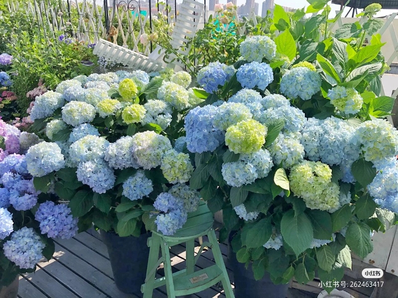 盆栽花卉绿植室内阳台无尽夏绣球花苗八仙绣球大苗老桩庭院