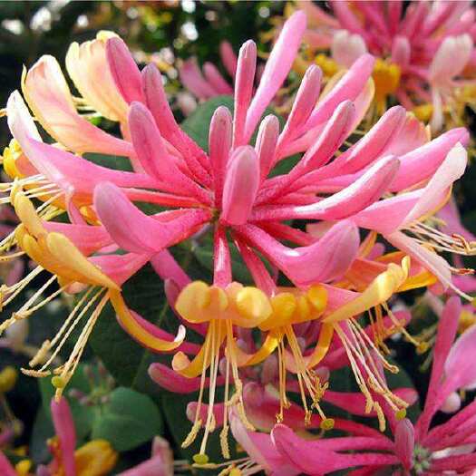 平邑县金银花苗  优质金银花，基地直销，盆栽，地载钧可