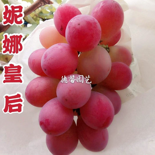平度市妮娜皇后葡萄苗妮娜公主葡萄苗大粒稳产大棚葡萄苗早熟葡萄苗批发