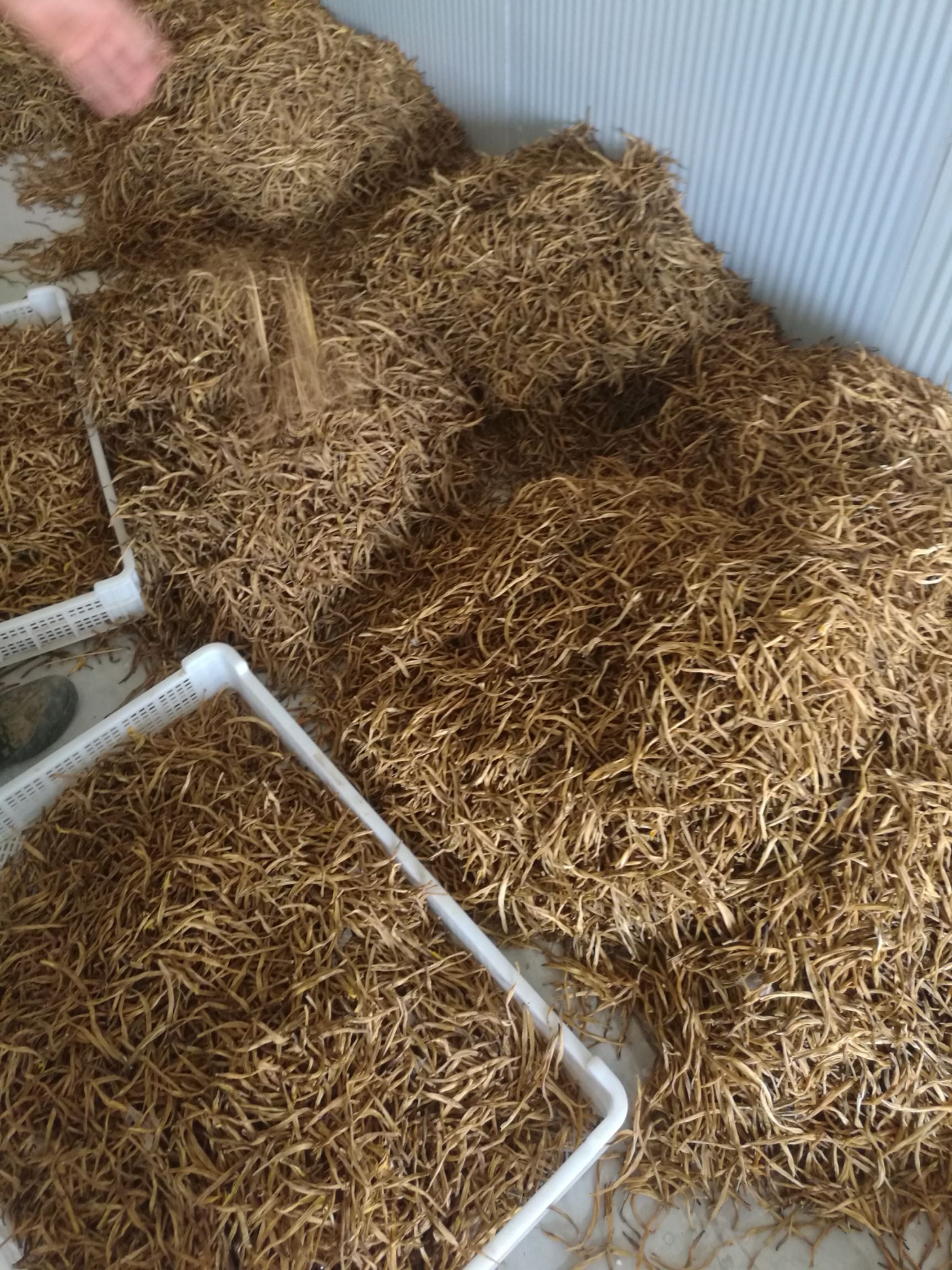 普通黄花菜 出售