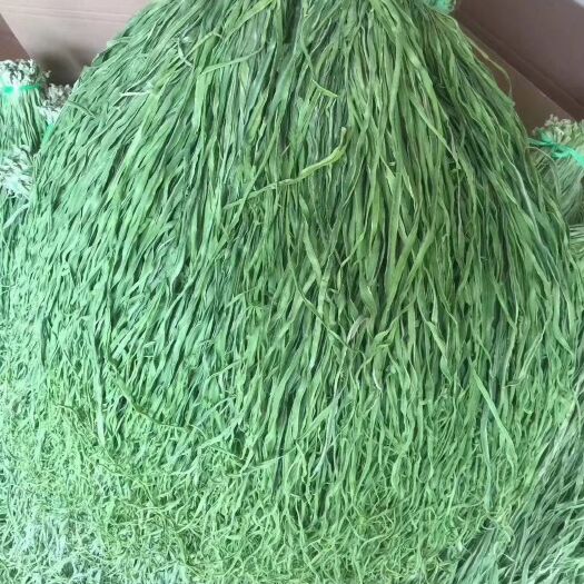 鹤庆县贡菜