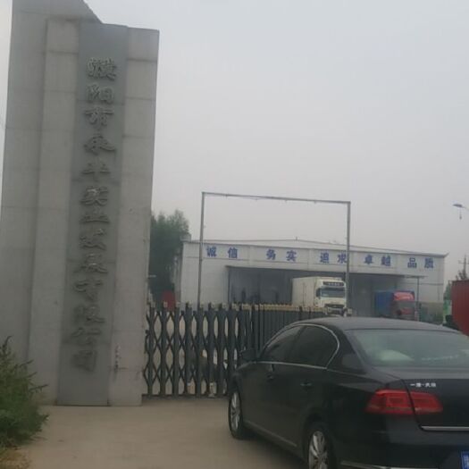 濮阳县 樱桃谷散养土鸭，厂家直销