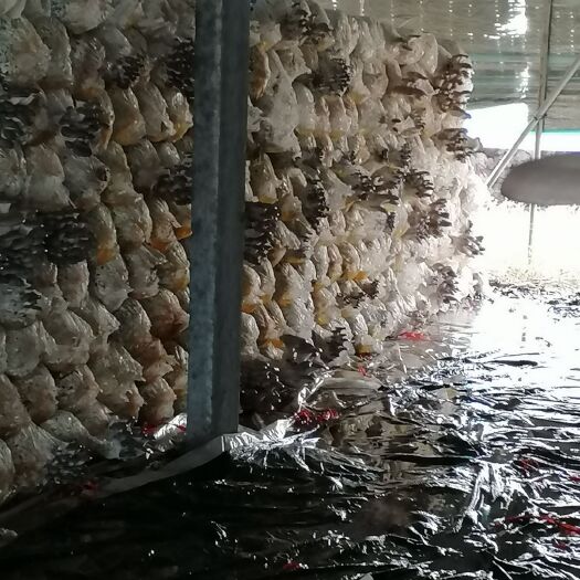 新沂市鲜平菇 产地直发价格优惠 欢迎老板来电咨询预订