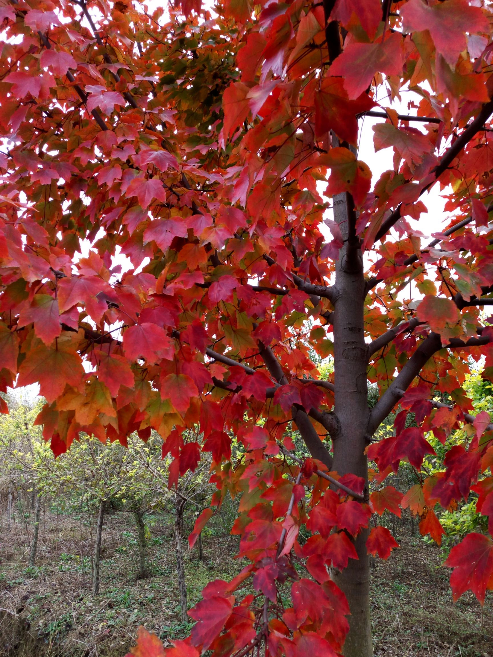 美国红枫夕阳红，夕阳红，落叶晚，观赏期长