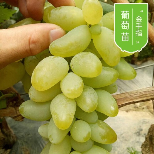 平度市金手指葡萄苗大粒葡萄苗早熟葡萄苗大棚葡萄苗现挖现卖保成活率
