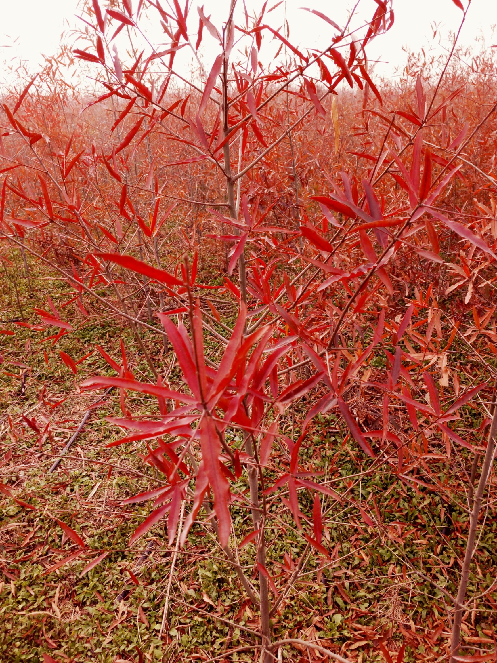 麻栎 柳叶栎，柳栎，基地直销