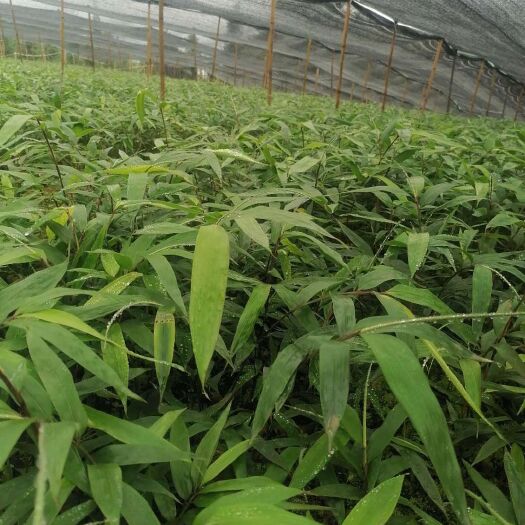 筠连县方竹苗  方竹刺竹苗也上市，欢迎新老客户来电骚扰