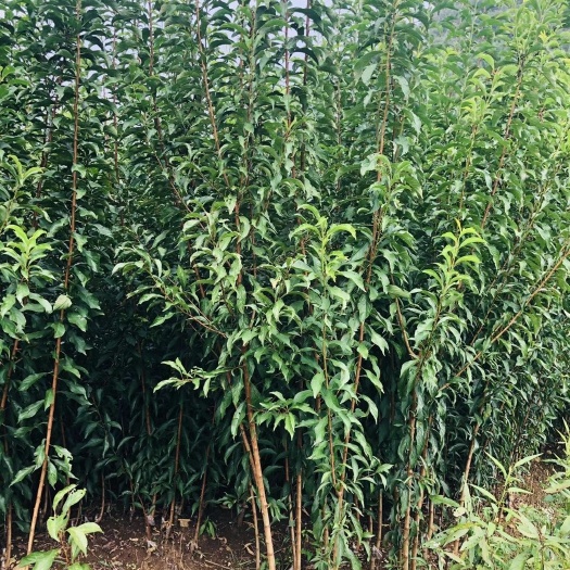 镇宁县脱骨李苗 