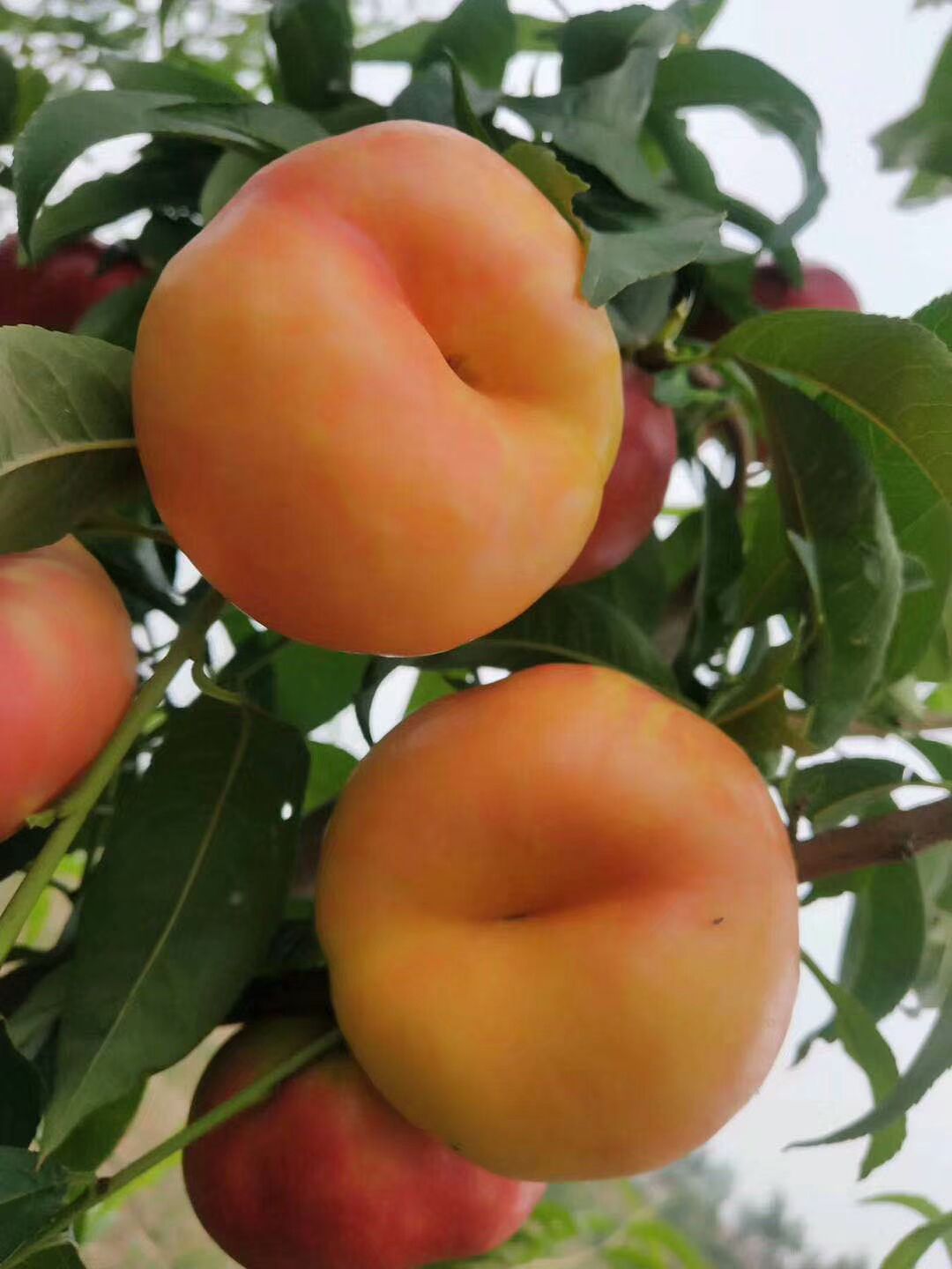 毛桃苗      未嫁接的桃树苗帖木