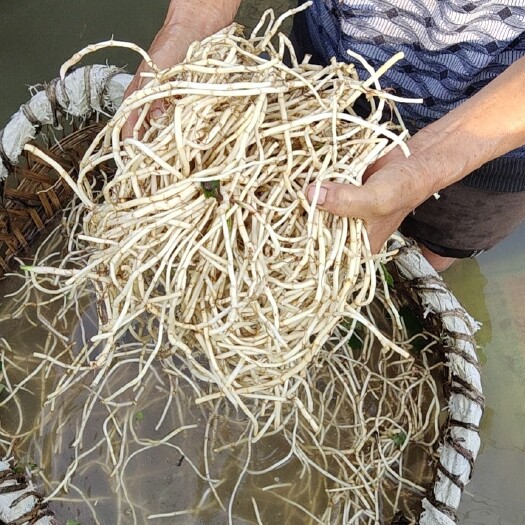 贵阳鱼腥草根  质量好，价格优惠。无公害，！