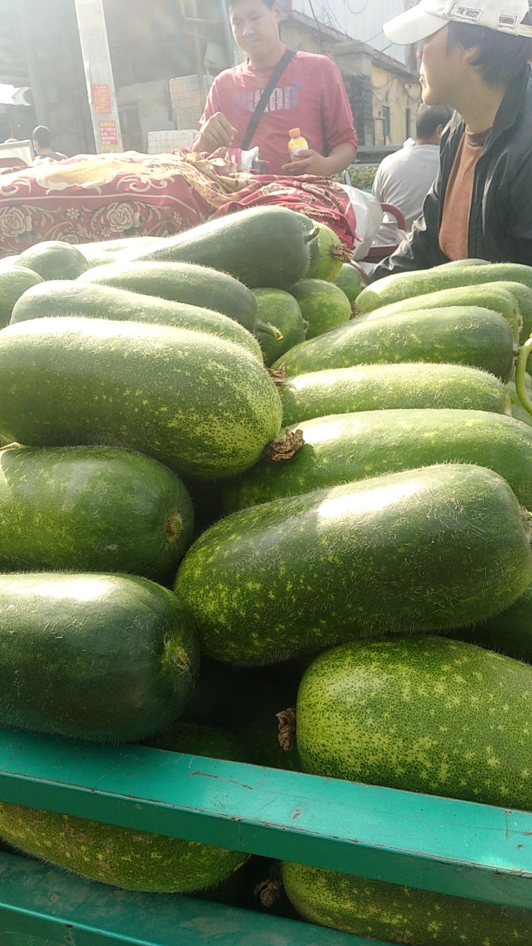 金丝绞瓜 大量有货,一手货源,诚信代收欢迎咨询,可实地考察