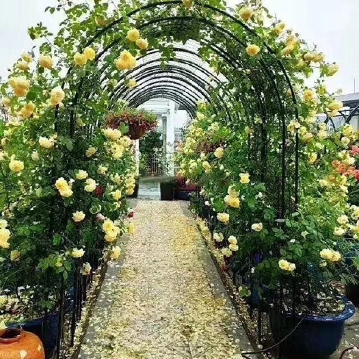 木香花苗白色，红色，黄色香味浓大小规格齐全