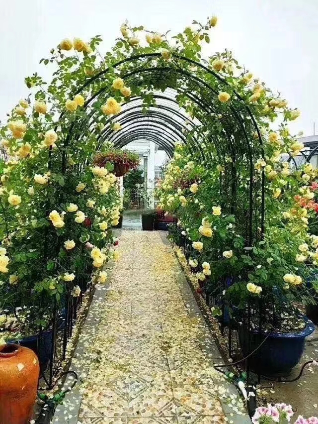 木香花苗白色，红色，黄色香味浓大小规格齐全
