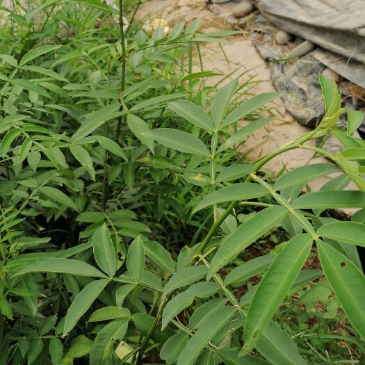 洪雅县青花椒苗