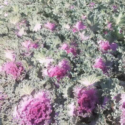 长沙县羽衣甘蓝 冬季时花