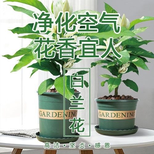 白兰花盆栽花卉观植物室内阳台庭院黄兰四季开花浓香型白兰带花苞