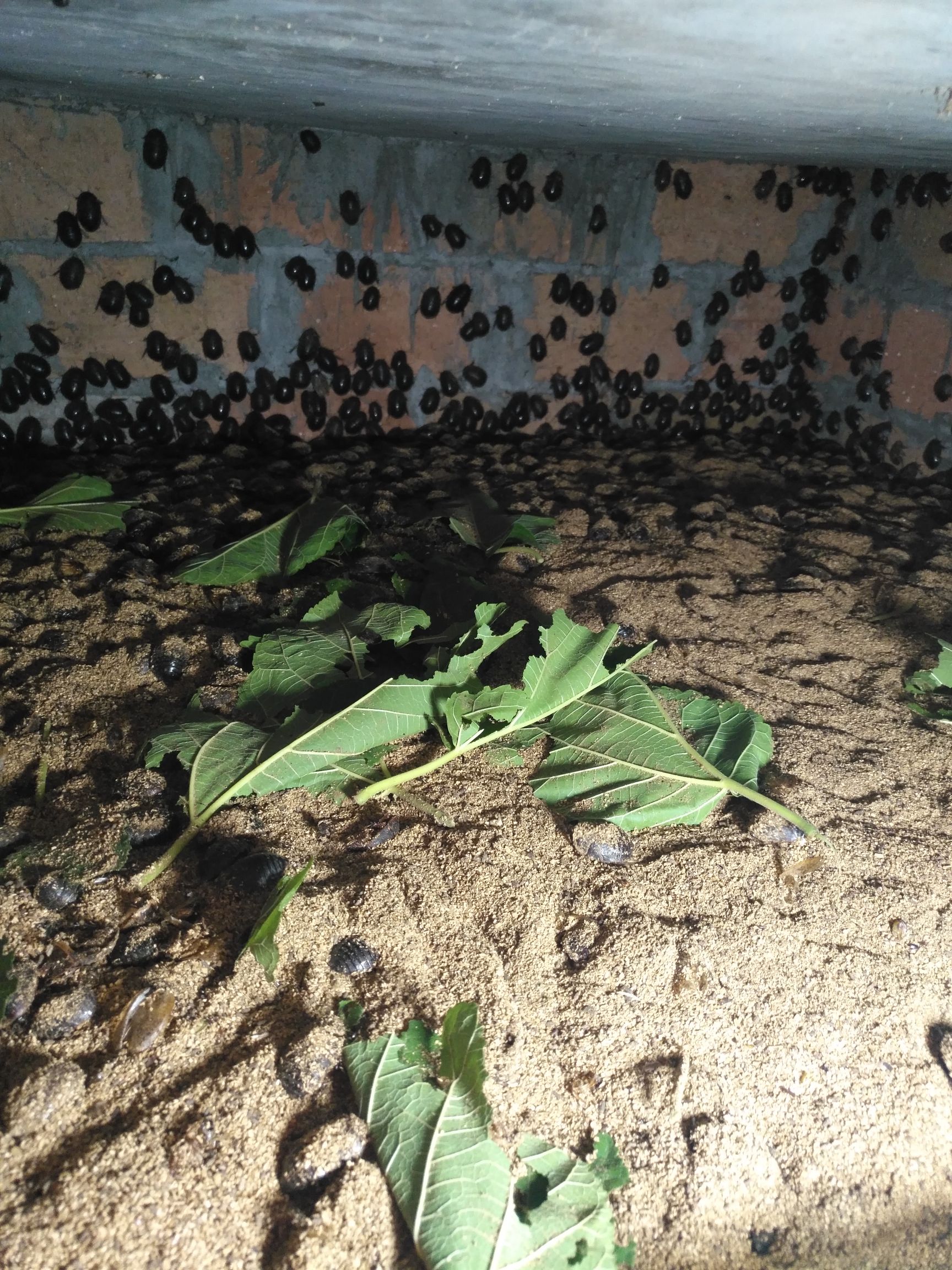 金边土元  中华土元。