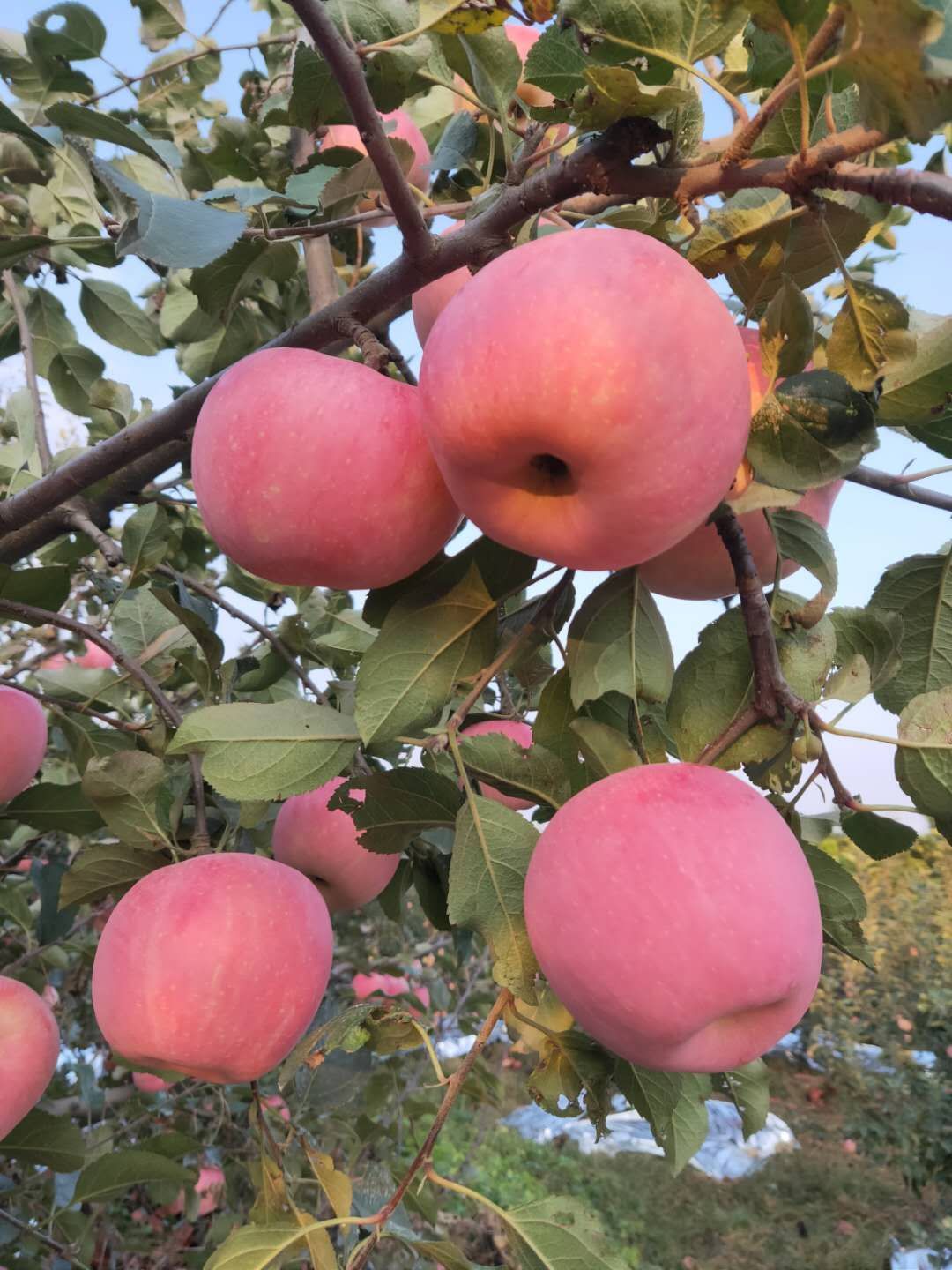 紅富士蘋果  沂源紅富士需要的聯(lián)系