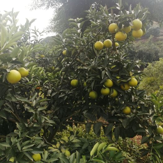 灵山县脐橙 柳橙