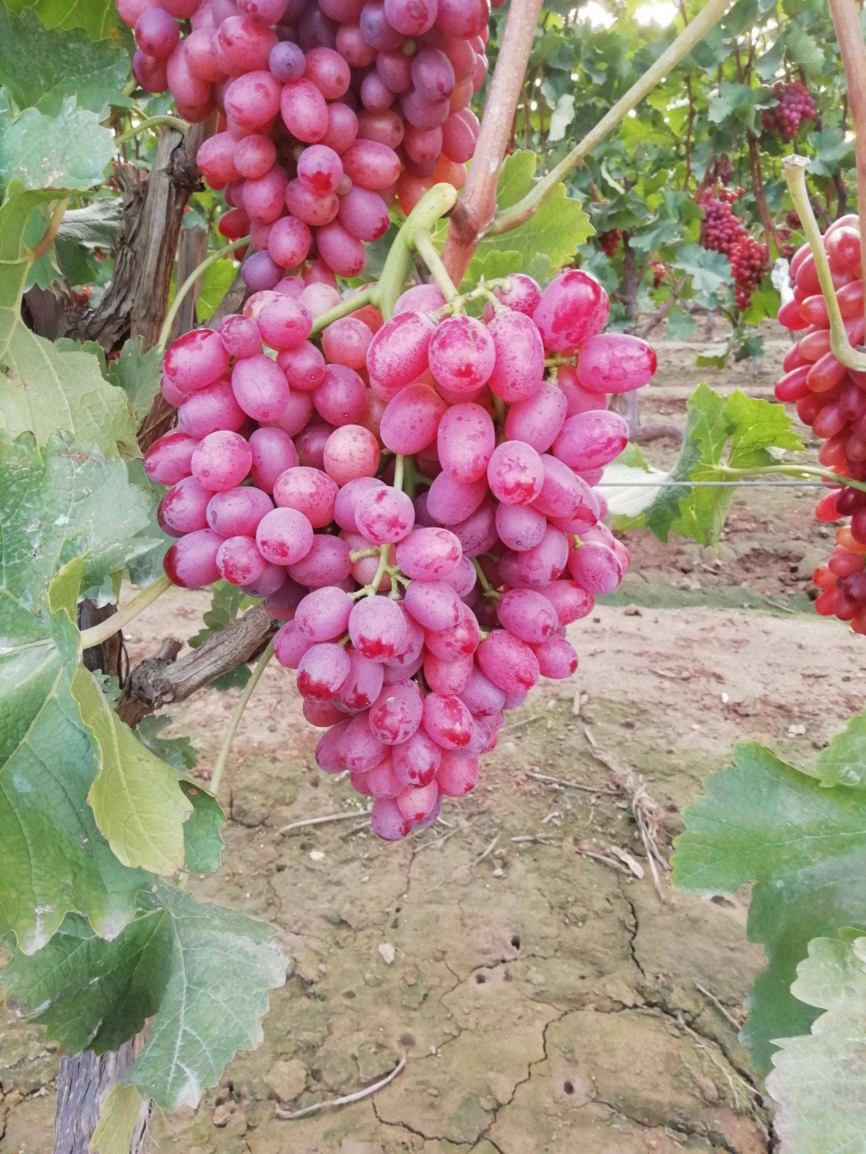 克瑞森无核葡萄  5%以下