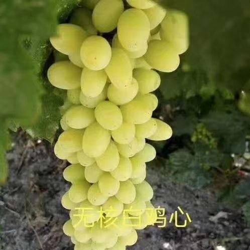 兴城市白鸡心葡萄苗  无核白鸡心又名森田尼无核、世纪无核欧亚种，是一个中早熟品种