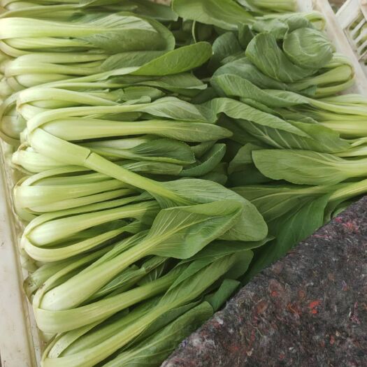 太和县 上海青毛白菜大量上市，各种包装都有，打冷包装上车一条龙