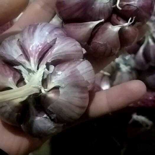 遵义红皮蒜  云南红蒜4/6瓣