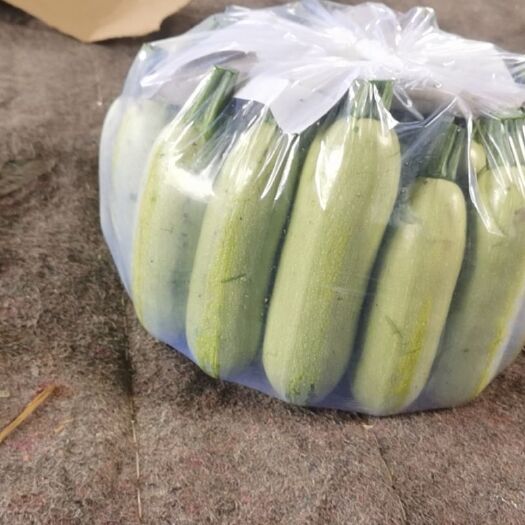 青州市绿皮西葫芦 高温棚西葫芦