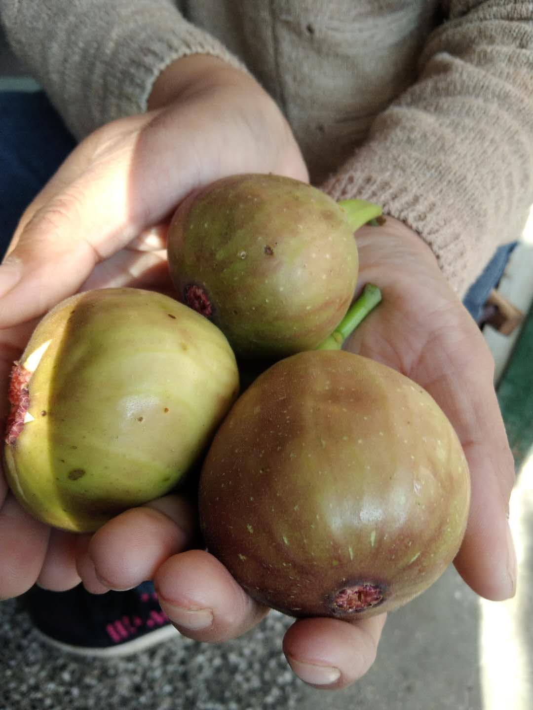 波姬红无花果苗  无花果苗盆栽地栽，适合南北方种植，大青，布兰瑞克，紫果，等