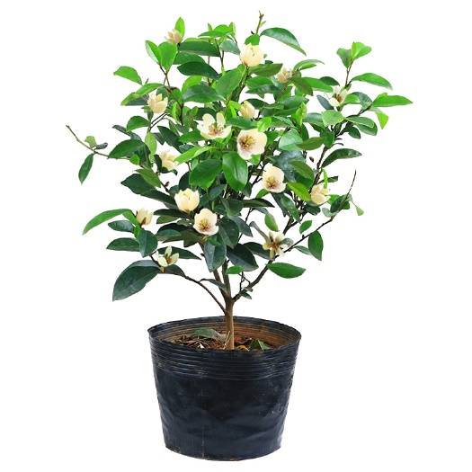 宁海县含笑花苗盆栽浓香型四季常青花卉植物庭院阳台当年开花耐寒