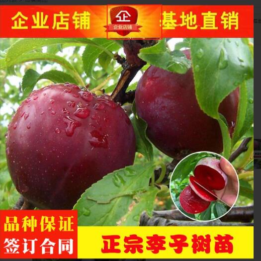 平邑县红心李子苗  基地发货 现挖现卖 包品种 包邮