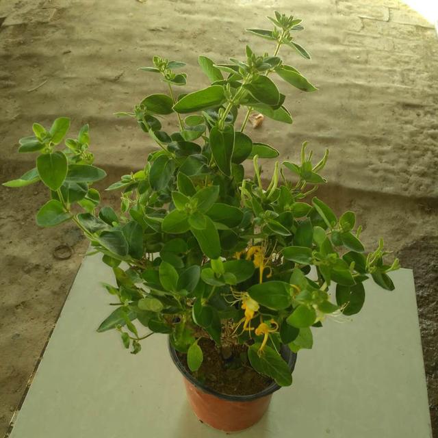 北花一号金银花苗 50~60公分 