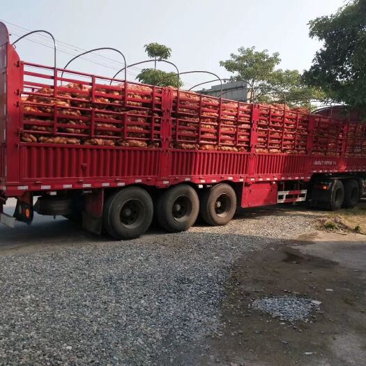 岑溪市绿皮佛手瓜  新一代佛手瓜