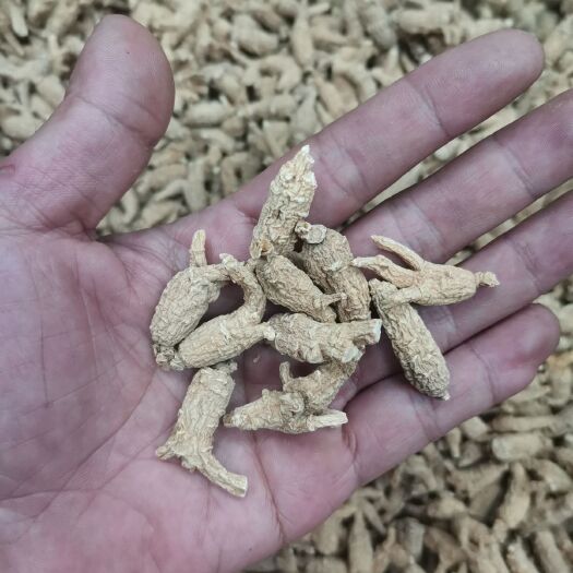 普宁市西洋参  花旗参