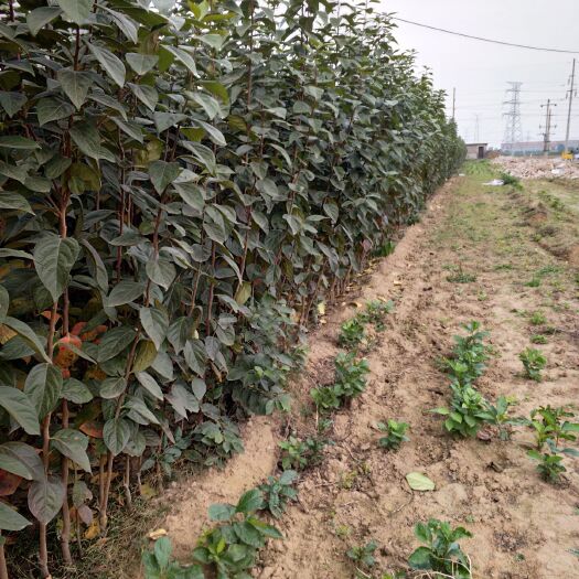 武陟县柿树苗  柿树
