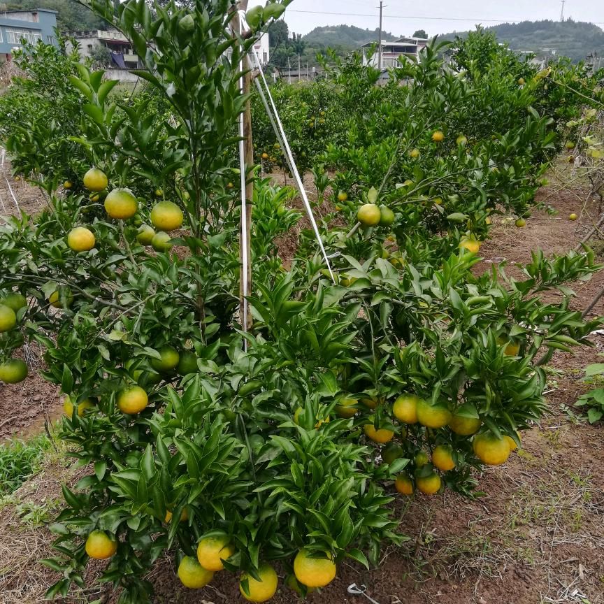 四川哪里有耙耙柑基地卖(四川什么地方的耙耙柑好吃)