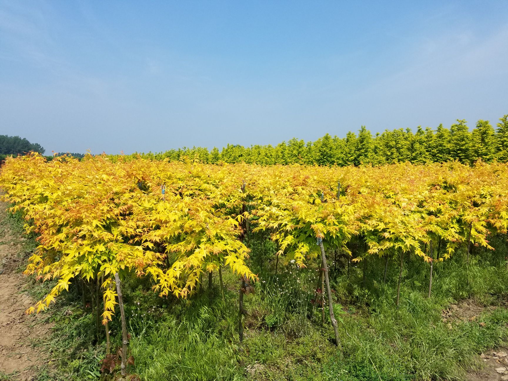  橙之梦，日本红枫橙之梦