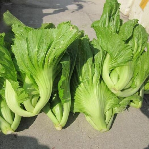 富川县 源产地包心芥菜大芥菜新鲜芥菜菜叶青菜价格便宜