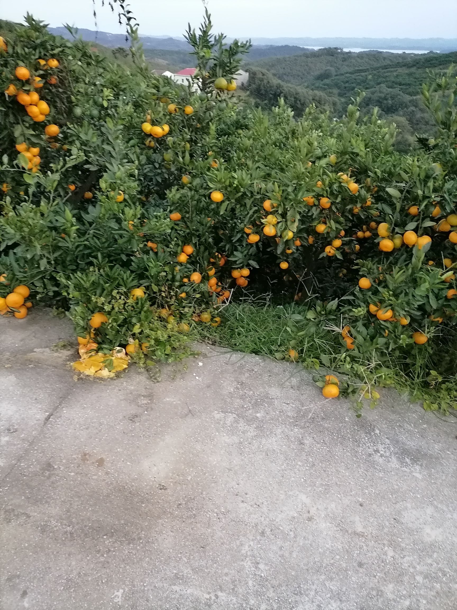 蜜桔 南水北调源头丹江口水都武当密桔