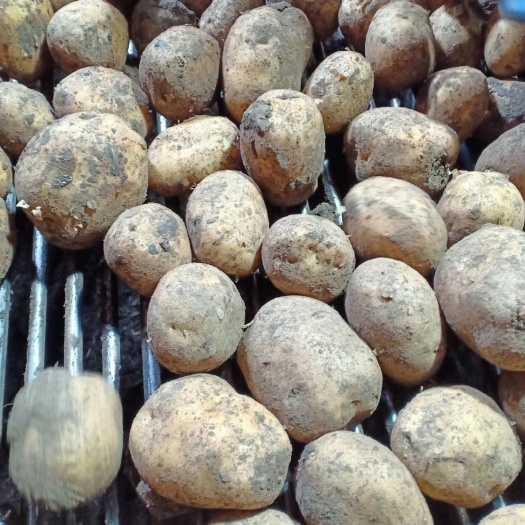 大量出售  黑龙江土豆荷兰十五，，内蒙土豆