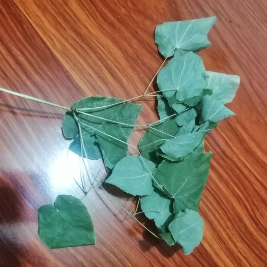 宕昌县小叶淫羊霍 甘肃陇南非种植淫羊藿