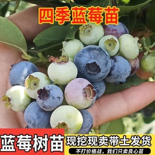 平邑县喜来蓝莓苗  蓝莓苗  优质大果蓝莓苗  莱克茜 绿宝石 蓝丰 奥尼尔