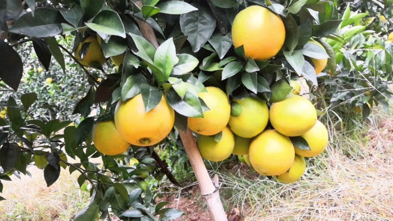 瑞金市 赣南脐橙，皮薄汁多，无染色，无泡药，无打腊，甜过初恋