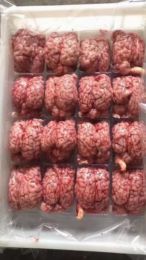 鮮凍牛腦