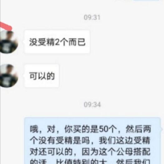 祁阳市火鸡种蛋，受精蛋优质青铜贝蒂娜尼古拉混发包邮包路损包受精率
