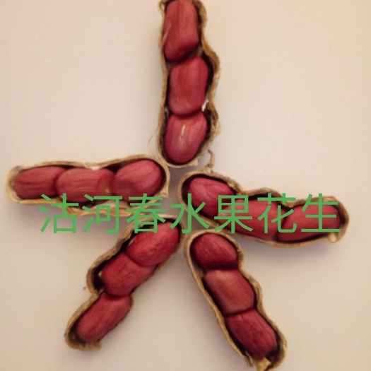 红皮花生  新奇特甜花生米，细腻甘甜，比一般花生甜！