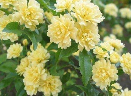 木香花苗白色，红色，黄色香味浓大小规格齐全