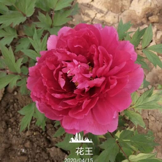 平邑县牡丹花红牡丹黑牡丹花王四季牡丹盆栽地栽南北适宜